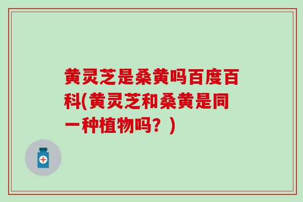 黄灵芝是桑黄吗百度百科(黄灵芝和桑黄是同一种植物吗?) 黄灵芝是桑黄吗百度百科(黄灵芝和桑黄是同一种植物吗?)