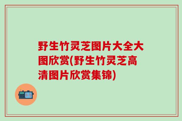 野生竹灵芝图片大全大图欣赏(野生竹灵芝高清图片欣赏集锦) 野生竹灵芝图片大全大图欣赏(野生竹灵芝高清图片欣赏集锦)