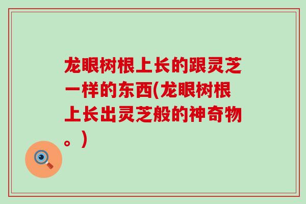 龙眼树根上长的跟灵芝一样的东西(龙眼树根上长出灵芝般的神奇物。) 龙眼树根上长的跟灵芝一样的东西(龙眼树根上长出灵芝般的神奇物。)
