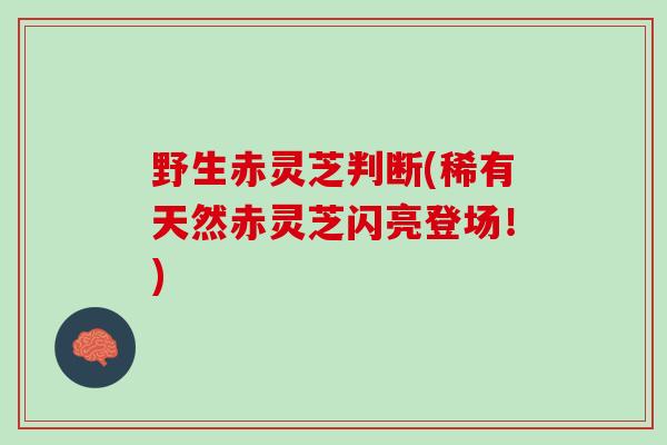 野生赤灵芝判断(稀有天然赤灵芝闪亮登场!) 野生赤灵芝判断(稀有天然赤灵芝闪亮登场!)