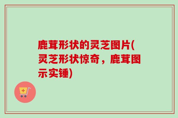 鹿茸形状的灵芝图片(灵芝形状惊奇,鹿茸图示实锤) 鹿茸形状的灵芝图片(灵芝形状惊奇,鹿茸图示实锤)