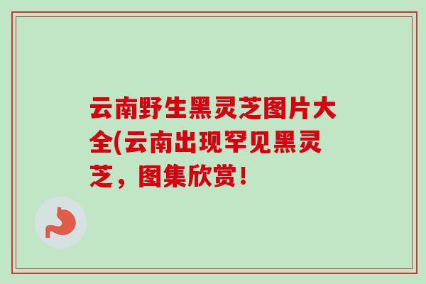 云南野生黑灵芝图片大全(云南出现罕见黑灵芝，图集欣赏！