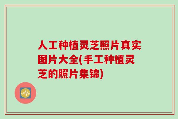 人工种植灵芝照片真实图片大全(手工种植灵芝的照片集锦) 人工种植灵芝照片真实图片大全(手工种植灵芝的照片集锦)