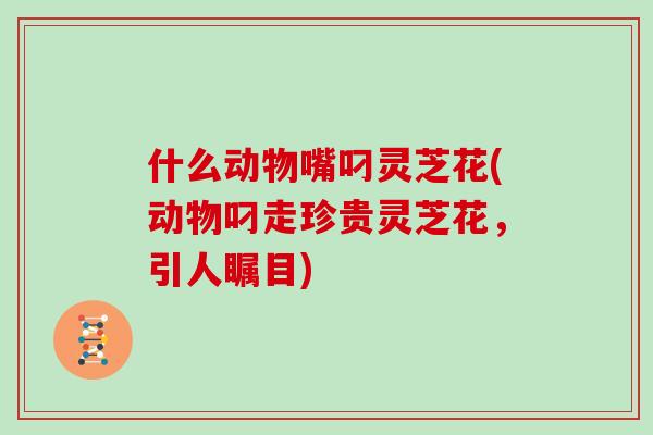 什么动物嘴叼灵芝花(动物叼走珍贵灵芝花,引人瞩目) 什么动物嘴叼灵芝花(动物叼走珍贵灵芝花,引人瞩目)