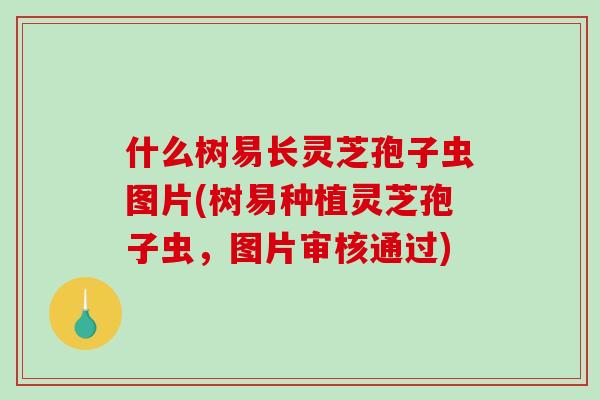 什么树易长灵芝孢子虫图片(树易种植灵芝孢子虫,图片审核通过) 什么树易长灵芝孢子虫图片(树易种植灵芝孢子虫,图片审核通过)