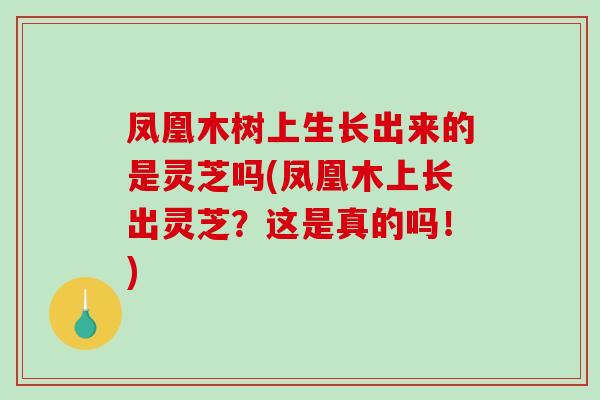 凤凰木树上生长出来的是灵芝吗(凤凰木上长出灵芝?这是真的吗!) 凤凰木树上生长出来的是灵芝吗(凤凰木上长出灵芝?这是真的吗!)