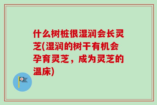 什么树桩很湿润会长灵芝(湿润的树干有机会孕育灵芝,成为灵芝的温床) 什么树桩很湿润会长灵芝(湿润的树干有机会孕育灵芝,成为灵芝的温床)