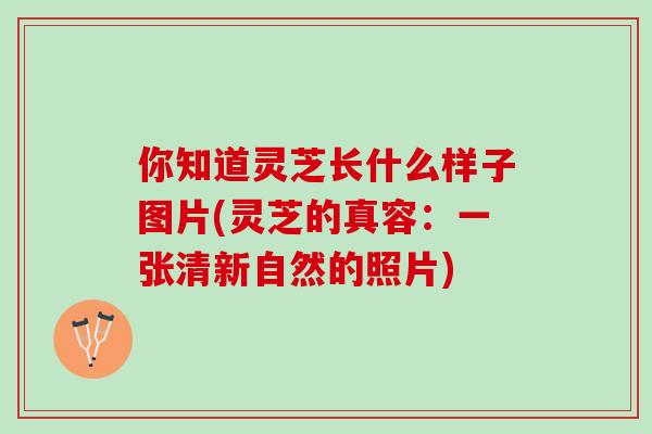 你知道灵芝长什么样子图片(灵芝的真容：一张清新自然的照片)