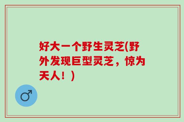 好大一个野生灵芝(野外发现巨型灵芝,惊为天人!) 好大一个野生灵芝(野外发现巨型灵芝,惊为天人!)