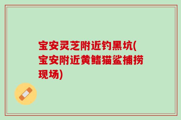 宝安灵芝附近钓黑坑(宝安附近黄鳍猫鲨捕捞现场)