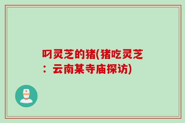 叼灵芝的猪(猪吃灵芝：云南某寺庙探访)