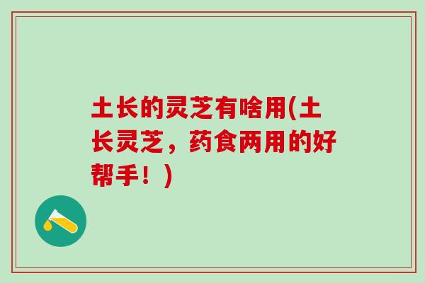 土长的灵芝有啥用(土长灵芝,药食两用的好帮手!) 土长的灵芝有啥用(土长灵芝,药食两用的好帮手!)
