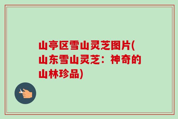 山亭区雪山灵芝图片(山东雪山灵芝:神奇的山林珍品) 山亭区雪山灵芝图片(山东雪山灵芝:神奇的山林珍品)