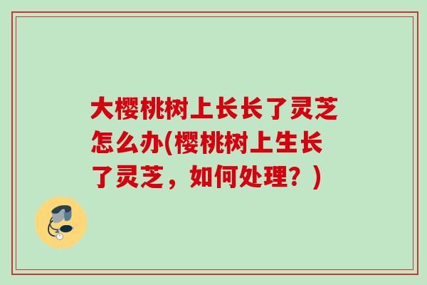 大樱桃树上长长了灵芝怎么办(樱桃树上生长了灵芝,如何处理?) 大樱桃树上长长了灵芝怎么办(樱桃树上生长了灵芝,如何处理?)