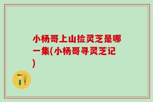小杨哥上山捡灵芝是哪一集(小杨哥寻灵芝记) 小杨哥上山捡灵芝是哪一集(小杨哥寻灵芝记)