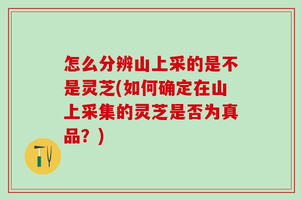 怎么分辨山上采的是不是灵芝(如何确定在山上采集的灵芝是否为真品?) 怎么分辨山上采的是不是灵芝(如何确定在山上采集的灵芝是否为真品?)