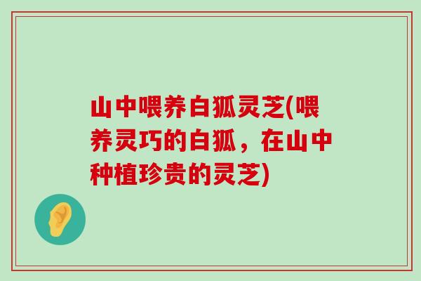 山中喂养白狐灵芝(喂养灵巧的白狐,在山中种植珍贵的灵芝) 山中喂养白狐灵芝(喂养灵巧的白狐,在山中种植珍贵的灵芝)