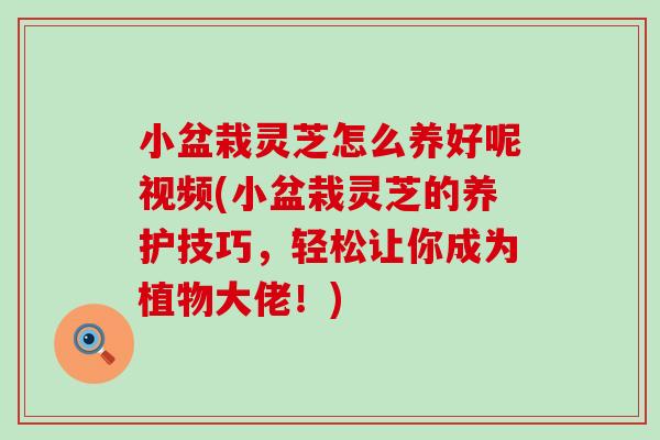 小盆栽灵芝怎么养好呢视频(小盆栽灵芝的养护技巧，轻松让你成为植物大佬！)