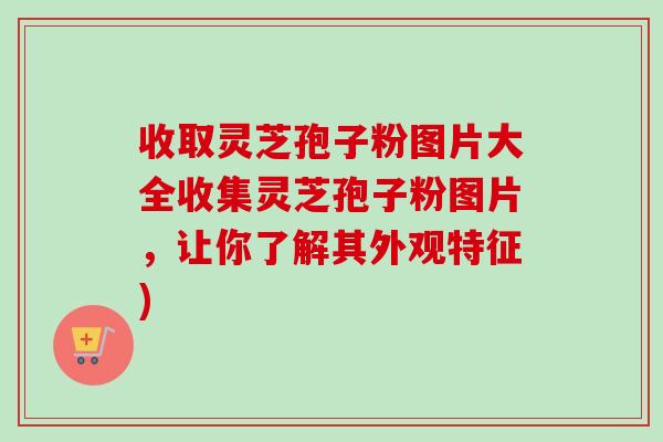 收取灵芝孢子粉图片大全收集灵芝孢子粉图片,让你了解其外观特征) 收取灵芝孢子粉图片大全收集灵芝孢子粉图片,让你了解其外观特征)