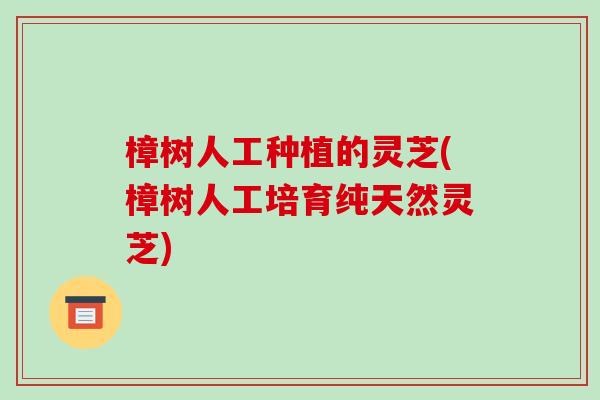 樟树人工种植的灵芝(樟树人工培育纯天然灵芝) 樟树人工种植的灵芝(樟树人工培育纯天然灵芝)