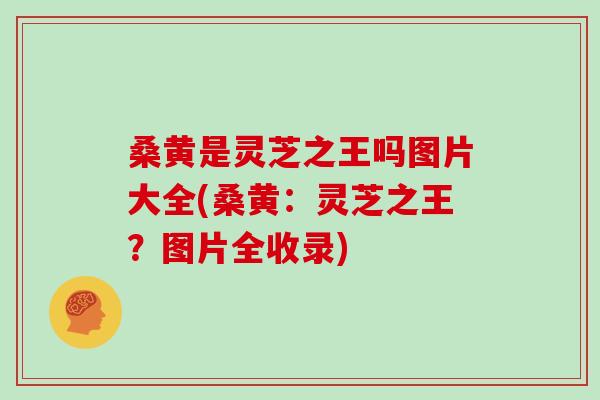 桑黄是灵芝之王吗图片大全(桑黄:灵芝之王?图片全收录) 桑黄是灵芝之王吗图片大全(桑黄:灵芝之王?图片全收录)