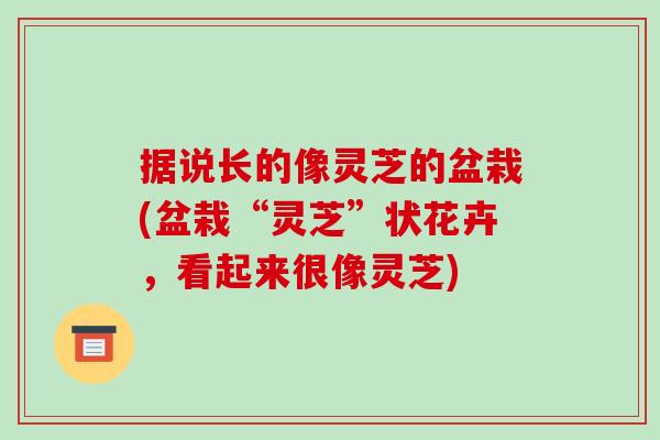 据说长的像灵芝的盆栽(盆栽“灵芝”状花卉，看起来很像灵芝)