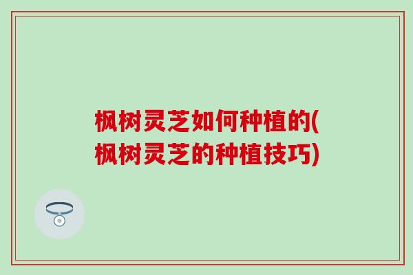 枫树灵芝如何种植的(枫树灵芝的种植技巧) 枫树灵芝如何种植的(枫树灵芝的种植技巧)