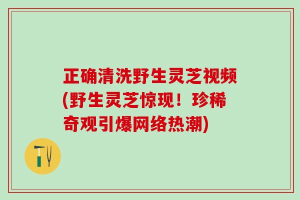 正确清洗野生灵芝视频(野生灵芝惊现!珍稀奇观引爆网络热潮) 正确清洗野生灵芝视频(野生灵芝惊现!珍稀奇观引爆网络热潮)