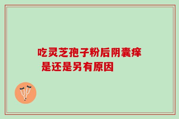 吃灵芝孢子粉后阴囊痒 是还是另有原因 吃灵芝孢子粉后阴囊痒 是还是另有原因